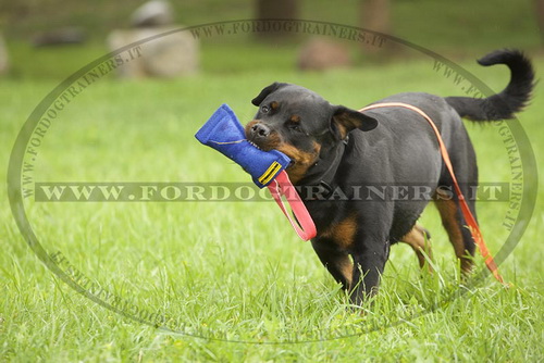 Rottweiler con riporto da mordere sintetico