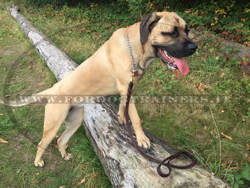 Guinzaglio per cane Serbian Mastif