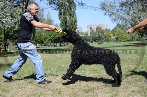 Riporto da mordere con una maniglia da addestramento del cane