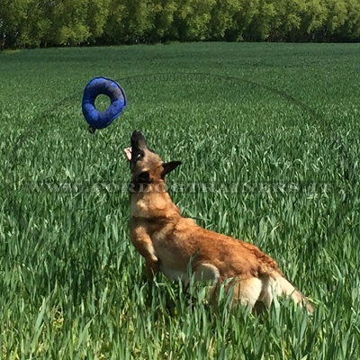 Ciambella da addestramento in tela francese per cane