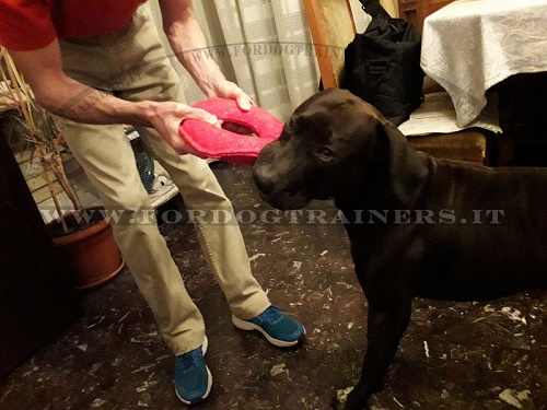 Ciambella da addestramento in tela francese per cane