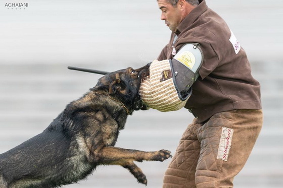 Manica per la preparazione a Schutzhund