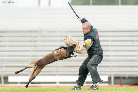 Manica per la preparazione a Schutzhund