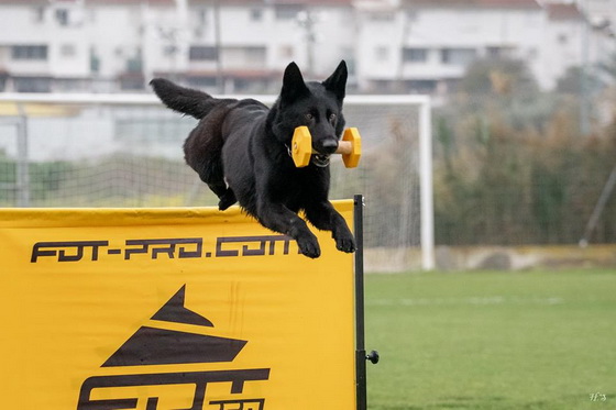 Salto per la preparazione a Schutzhund