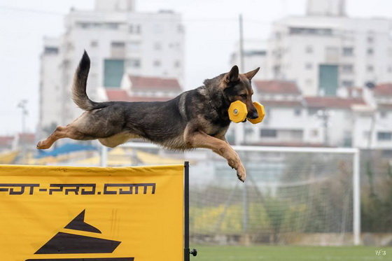 Manica per la preparazione a Schutzhund