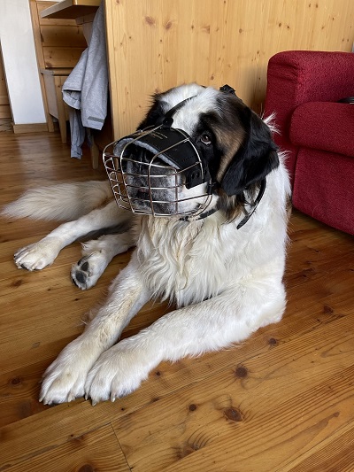 Cane di San Bernardo con pratica museruola a cestello