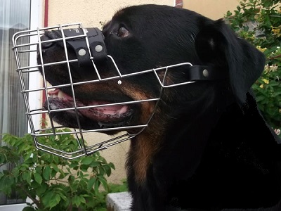 Modello di leggera museruola in metallo con morbida fodera per rottweiler