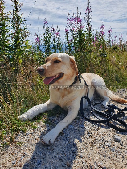 Ottimo guinzaglio in vera pelle per cane