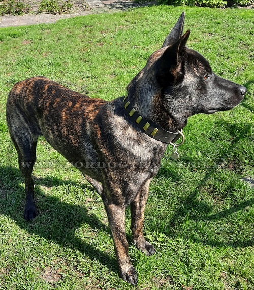 Collare classico in vero cuoio con decor per cane