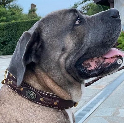 Collare di cuoio naturale per Cane corso