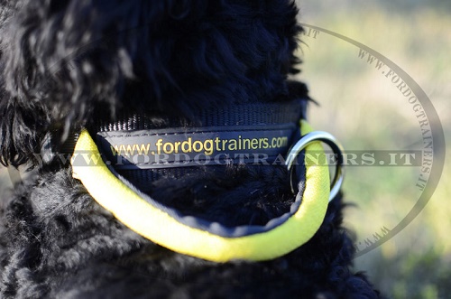 Collare in nylon con maniglia per Terrier Nero Russo