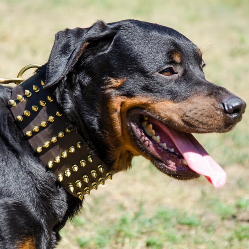 Largo collare da gladiatore con spine per cani grandi e medi