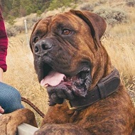 Collare classico in cuoio per Mastino Napolitano