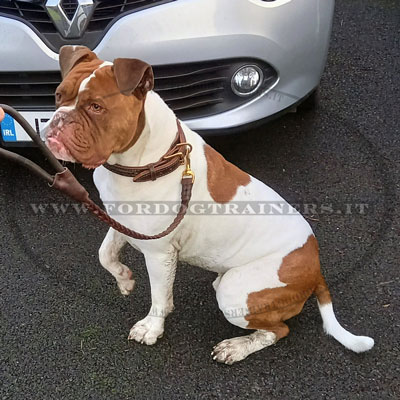 Bellissimo collare in cuoio intrecciato per cane