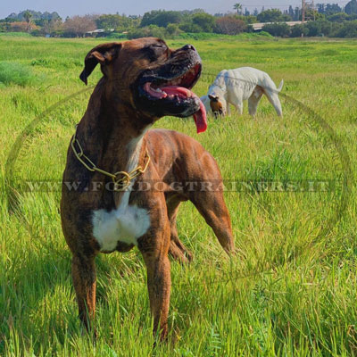 Collare in curogan con maglie grandi sicuro per il pelo del cane