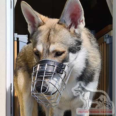 Cane Lupo Saarloos con pratica museruola a cestello