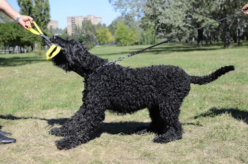 Piccolo salamotto da mordere per cani e cuccioli