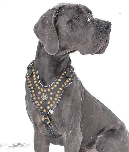 Elegante e comoda pettorina decorata con ottone per cani