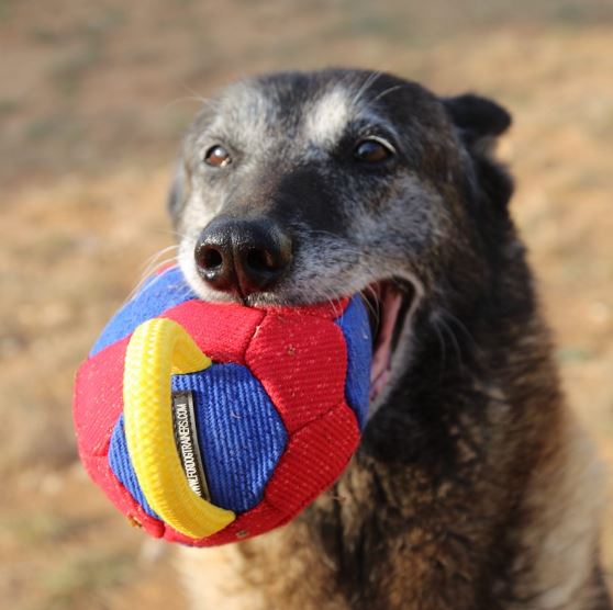 Riporto per giochi, addestramento, educazione del cane ai comandi