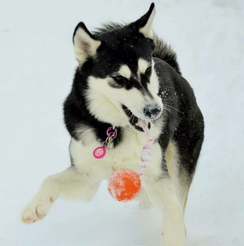 Giocattolo di gomma per cane