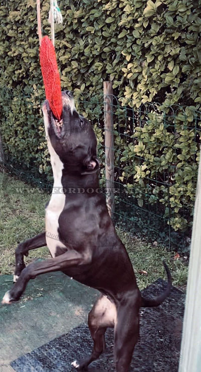 Ciambella in tela francese per giochi con cane
