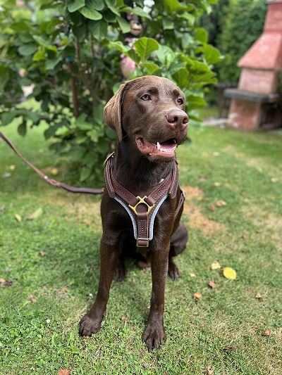 Modello della pettorina universale in pelle naturale per labrador