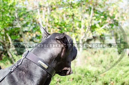 Collare di nylon con piastra d'identificazione per Alano