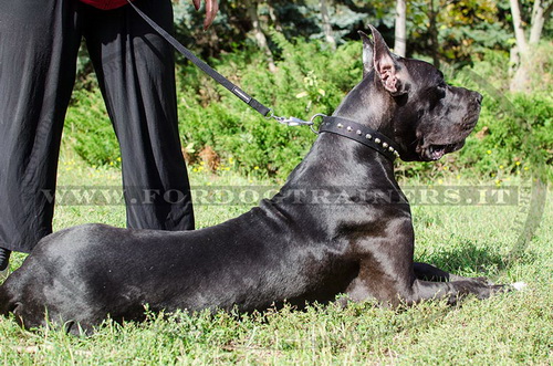 Collare in nylon con borchie a piramide per Alano