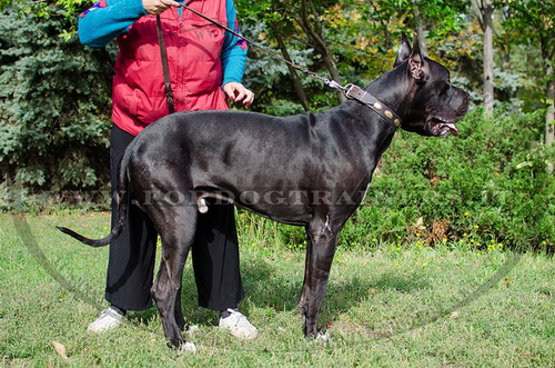 Collare con borchie ovali per Alano