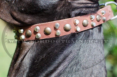 Collare esclusivo con borchie decorative per Alano