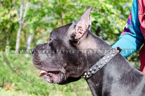 Collare in cuoio con borchie a piramide per Alano