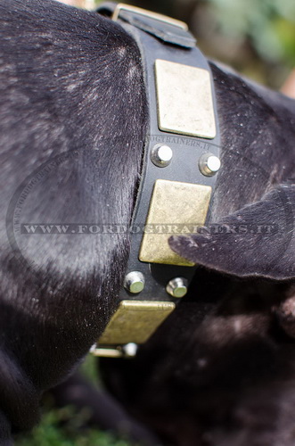 Collare eclusivo in pelle per Alano