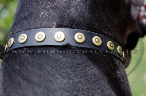 Collare con borchie rotonde per Alano