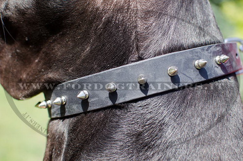 Collare con borchie a punta per Alano