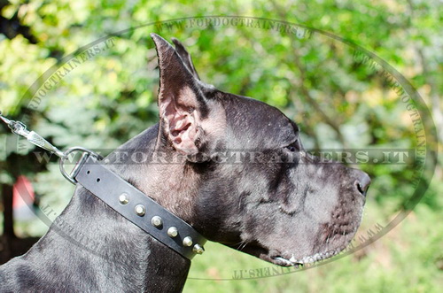 Collare in cuoio con borchie a piramide per Alano