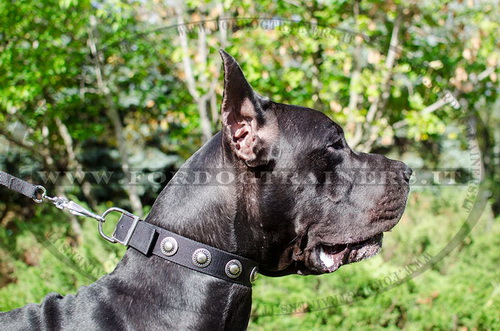 Collare in nylon con borchie rotonde per Alano