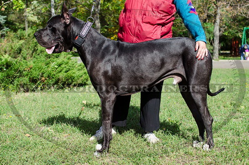 Collare regolabile in nylon per Alano