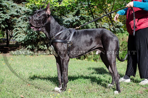 Pettorina da traino di cuoio per Alano