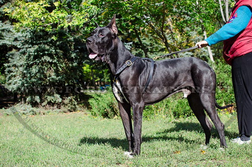 Pettorina rinforzata dal cuoio doppio per Alano