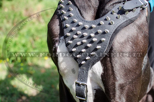 Pettorina di pelle naturale con borchie a punta per Alano