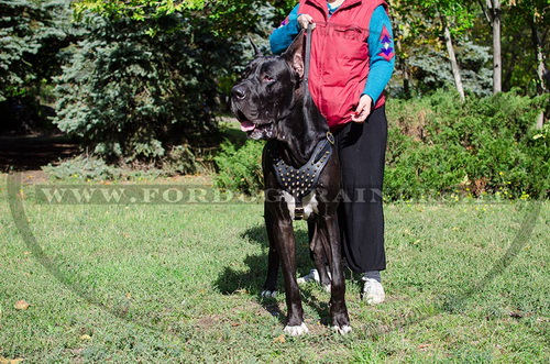 Pettorina in cuoio con borchie a punta di ottone per Alano