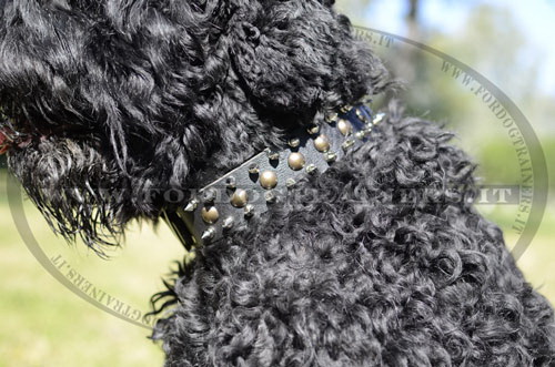 Collare esclusivo con borchie decorative