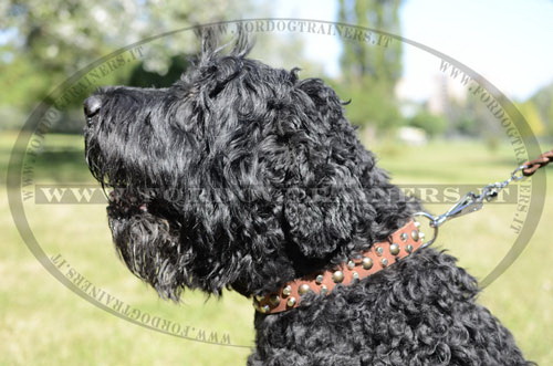Collare esclusivo con borchie decorative per Terrier Nero Russo