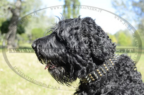 Collare originale con borchie per Terrier Nero Russo