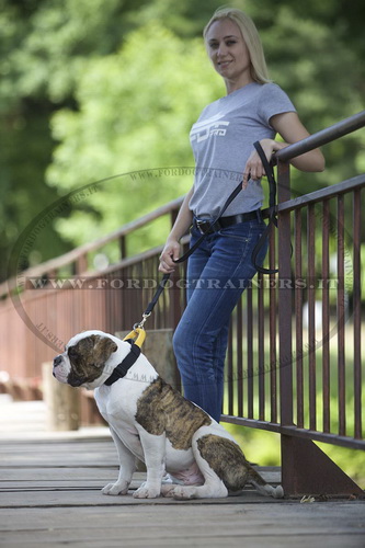 Collare di nylon con maniglia per Bulldog americano