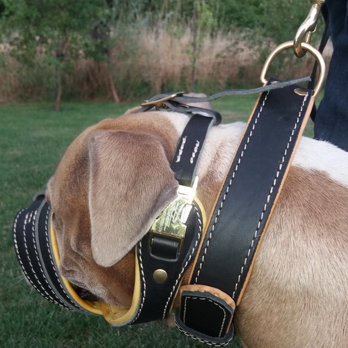 Collare classico per Shar Pei