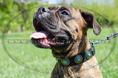 Collare in cuoio con pietre azzurre per Boxer