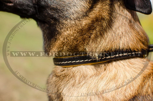Collare in pelle a strozzo per Malinois