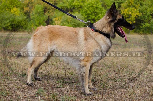 Collare regolabile di nylon per Tervueren