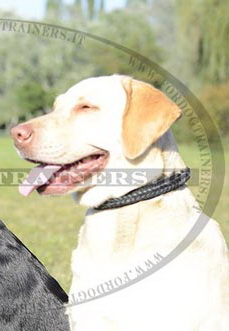 Collare in cuoio con intrecciamento per Labrador Retriever